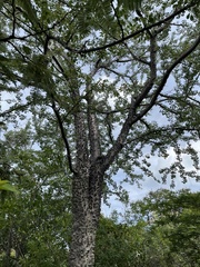 Ceiba aesculifolia