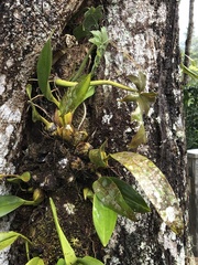 Maxillaria