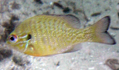 Lepomis auritus