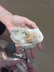 Ostreidae