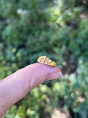 Chrysoecia atrolinea