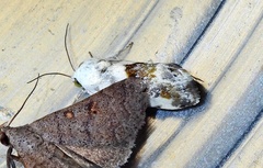 Ponometia candefacta