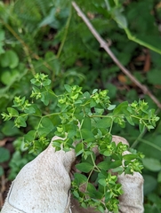 Euphorbia peplus