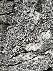 Pseudothelomma occidentale