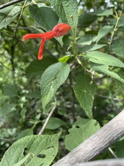 Salvia sessei