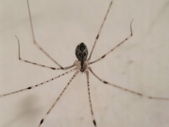Crossopriza