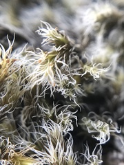 Racomitrium lanuginosum