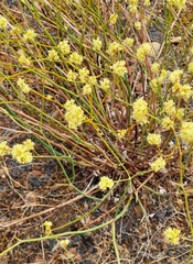 Eriogonum nudum