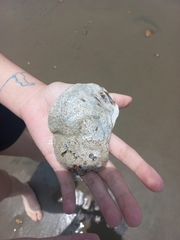 Ostreidae