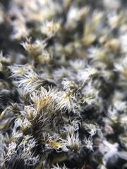 Racomitrium lanuginosum