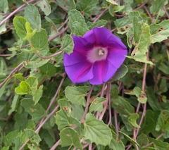 Ipomoea stans