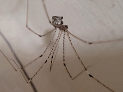 Crossopriza