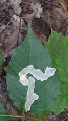 Cameraria guttifinitella