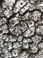 Pseudothelomma occidentale