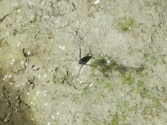 Trepobates knighti
