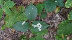 Cameraria guttifinitella