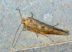 Scythrididae