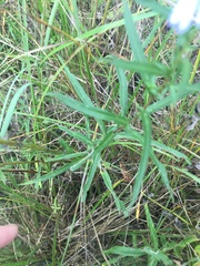 Symphyotrichum boreale