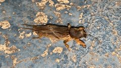 Gryllotalpa orientalis