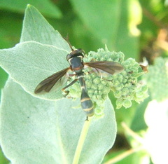 Physocephala sagittaria