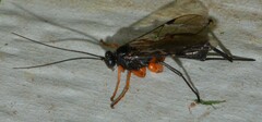 Pimpla pedalis
