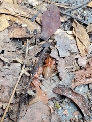 Dysdera crocata