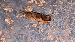 Gryllotalpa orientalis