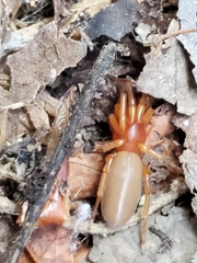 Dysdera crocata
