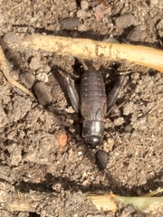 Gryllus veletis