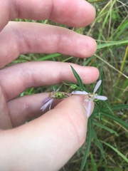 Symphyotrichum boreale