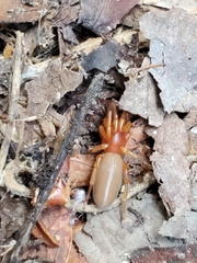 Dysdera crocata