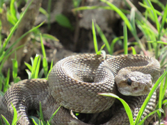 Crotalus scutulatus