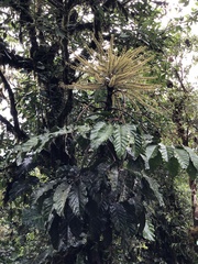 Araliaceae