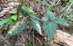 Cameraria guttifinitella