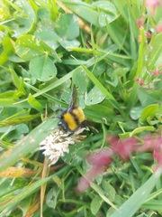 Bombus hortulanus