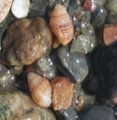 Ilyanassa trivittata