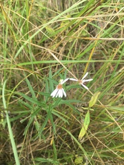 Symphyotrichum boreale