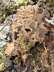 Lobaria