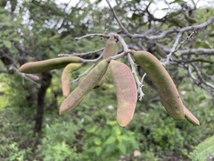 Vachellia pennatula