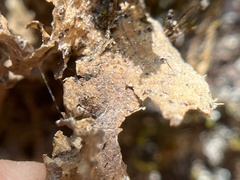 Lobaria