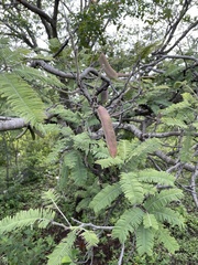 Vachellia pennatula