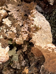 Lobaria