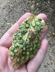 Pachypsylla celtidisasterisca