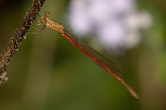 Argiocnemis rubescens
