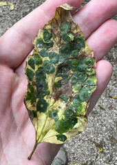 Pachypsylla celtidisasterisca