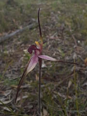 Caladenia fulva
