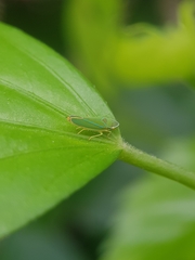 Cicadellinae