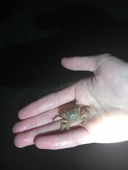 Hemigrapsus crenulatus
