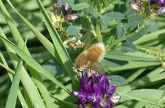Bombyliini