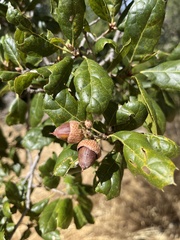 Quercus agrifolia agrifolia